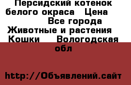 Персидский котенок белого окраса › Цена ­ 35 000 - Все города Животные и растения » Кошки   . Вологодская обл.
